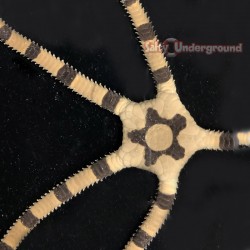 Salty Underground: Banded Serpent Starfish (Ophiuroidea sp.)