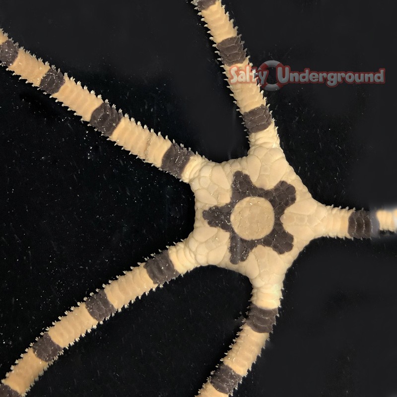 Salty Underground Banded Serpent Starfish (Ophiuroidea sp.)