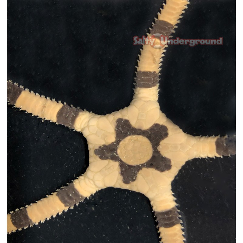 Salty Underground Banded Serpent Starfish (Ophiuroidea sp.)