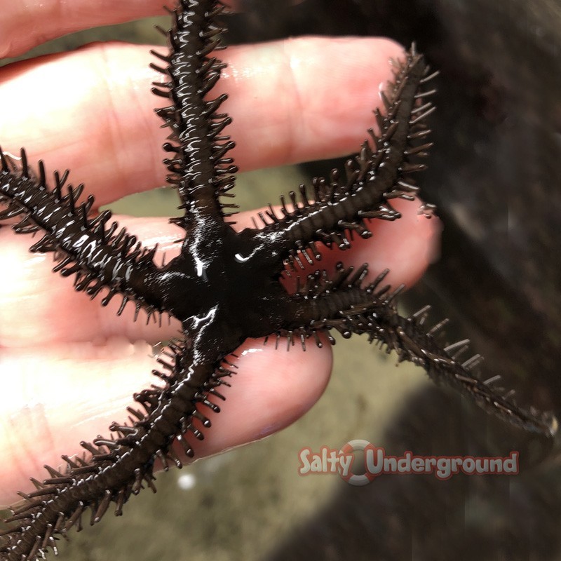 Salty Underground Black Brittle Starfish sp.)