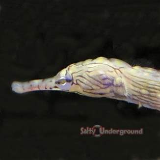 Salty Underground: Dragon Pipefish