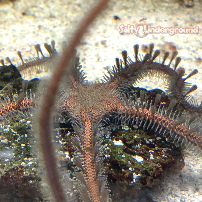 Salty Underground: Red Brittle Starfish (Ophioderma sp. Red)