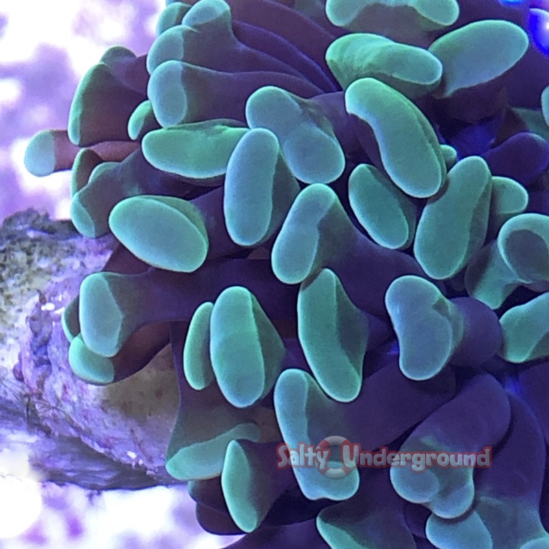 Green hammer coral