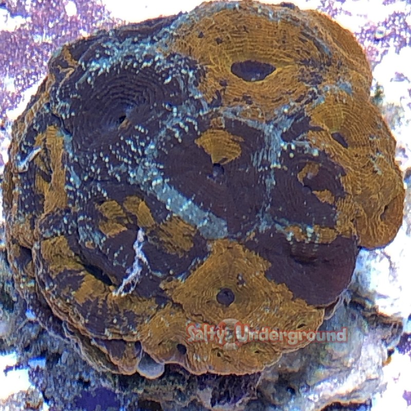 Favia Colony (Favia spp.) Orange/Purple/Blue