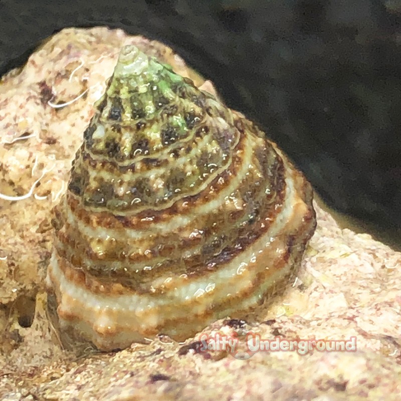 Salty Underground White Banded Trochus Snail (Trochus sp.)