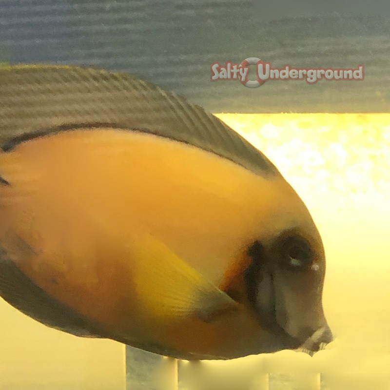 Chocolate Tang (Acanthurus pyroferus) Mature