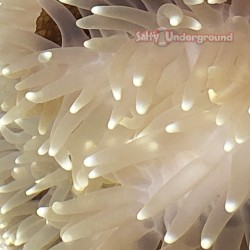 White Anemone e (Radianthus...