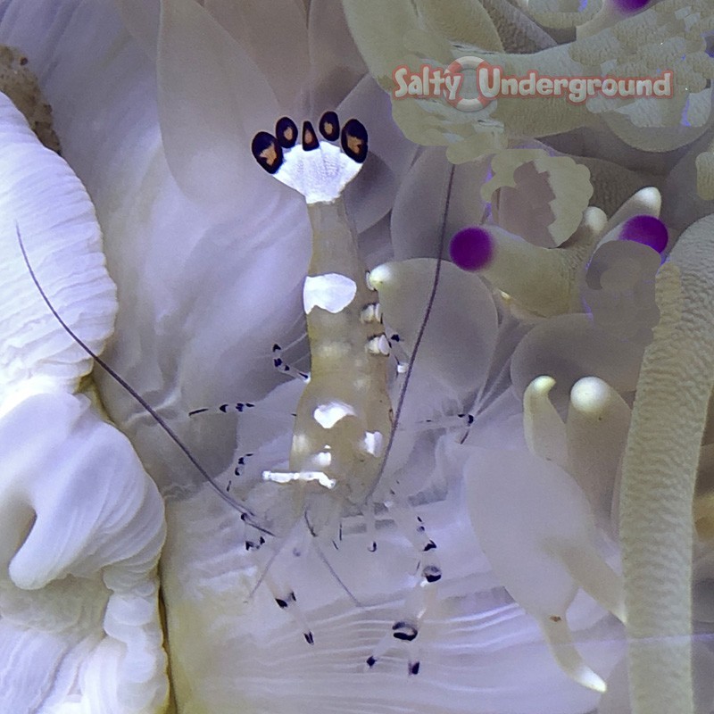Salty Underground: Anemone Shrimp (Periclimenes Brevicarpalis)