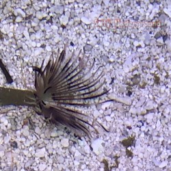 Feather Duster Tube Worm...