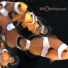 Captive-bred Clownfish