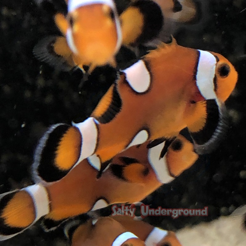 Captive-Bred Misbar Clownfish