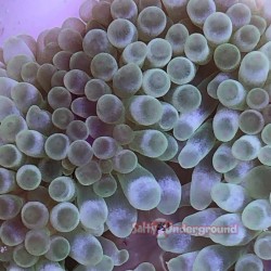 Lime Green Bubble Tip Anemone