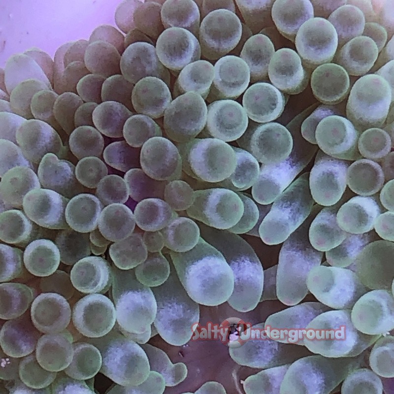Salty Underground: Green Bubble Tip Anemone