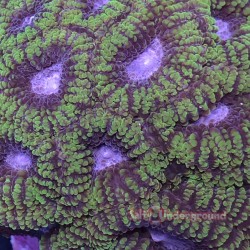 Favia Colony (Favia spp.) Green/Purple