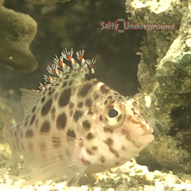 Spotted Hawkfish