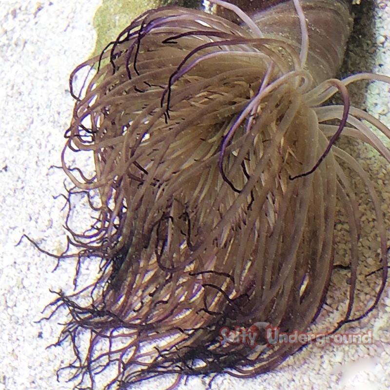 Salty Underground: Purple Tube Anemone