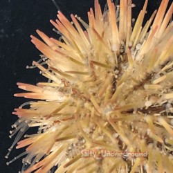 Pink Pin Cushion Urchin (Lytechinus variegatus)