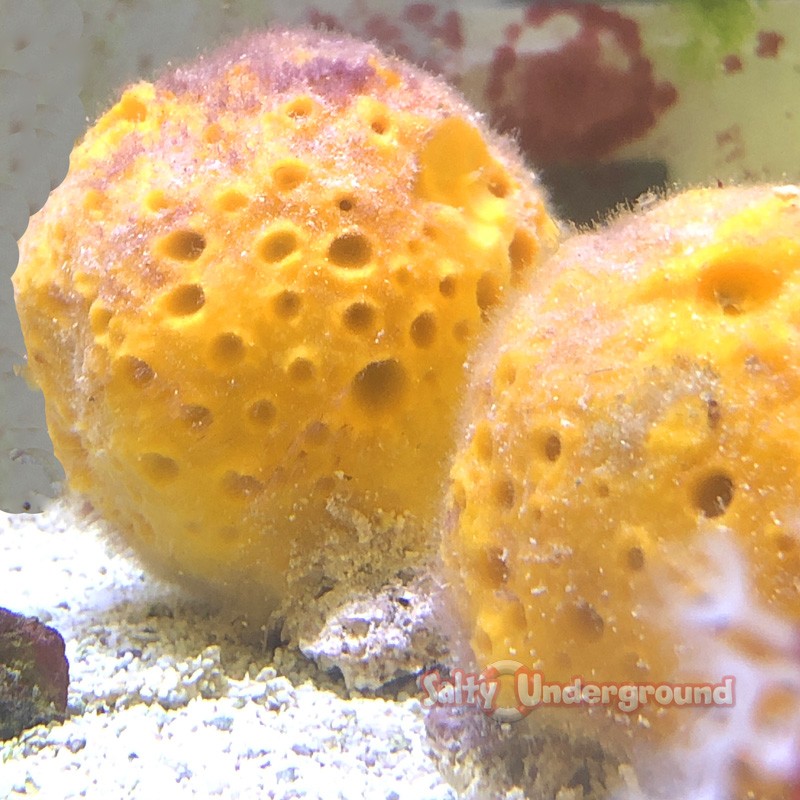 Yellow Moon Sponge (Cinachyra Alloclada)