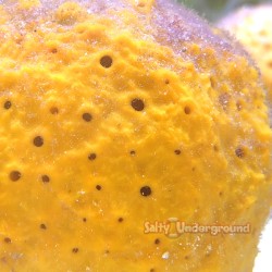 Yellow Moon Sponge (Cinachyra Alloclada)
