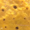 Yellow Moon Sponge (Cinachyra Alloclada)