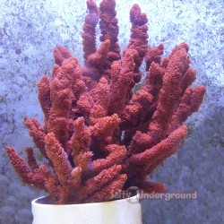 Red Tree Sponge
