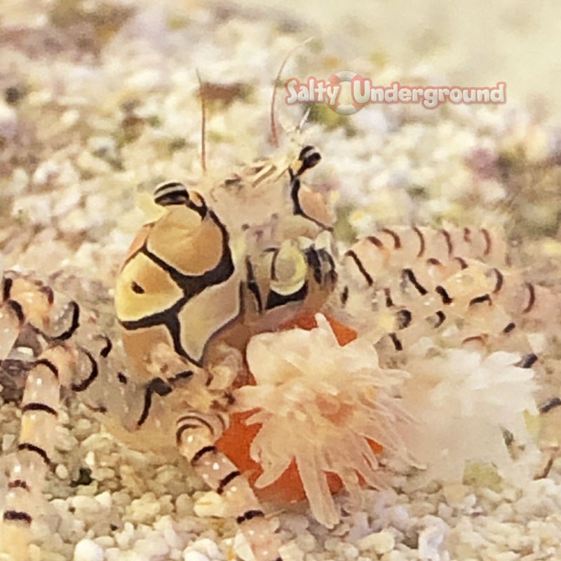 Pom pom crab