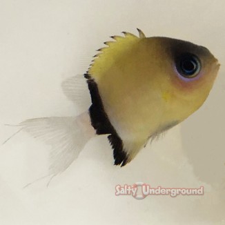 black bar chromis full