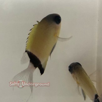 Salty Underground: Black Bar Chromis (Chromis retrofasciata)