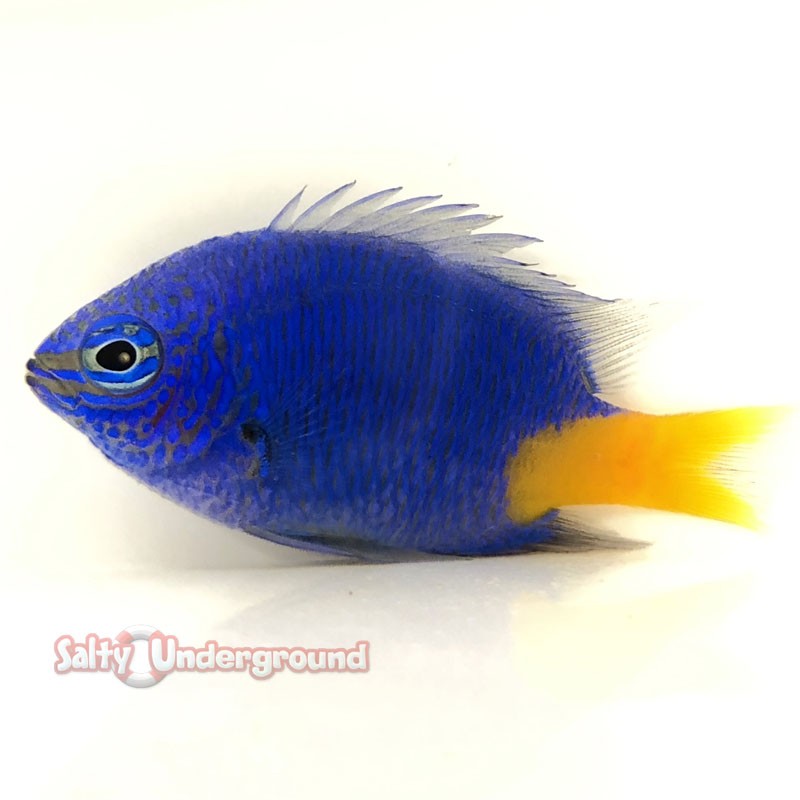 Yellowtail Damsel L