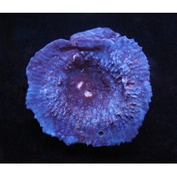 Aquacultured Tabling Blue and Black Sponge