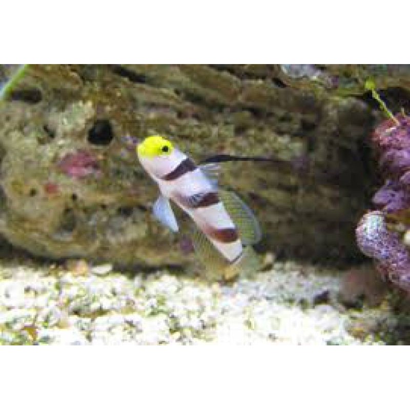 Hi Fin Red Banded Goby (Stonogobiops nematodes)