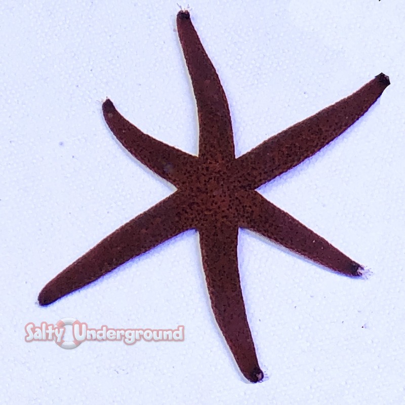 Salty Underground: Luzon Sea Star