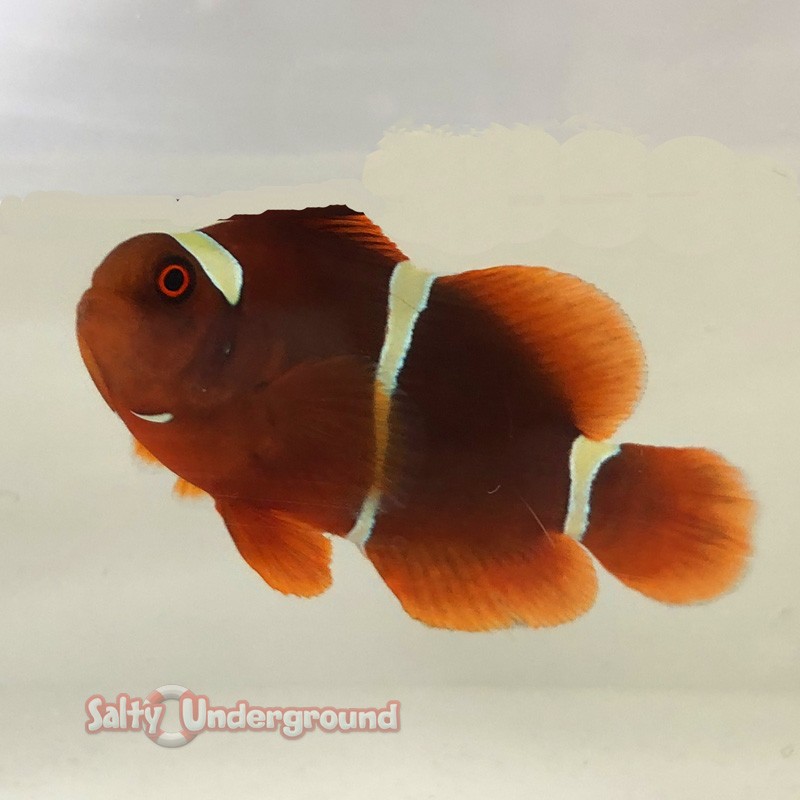 Gold Stripe Maroon Clownfish Captive Bred (Premnas biaculeatus)