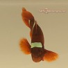 Gold Stripe Maroon Clownfish Captive Bred (Premnas biaculeatus)