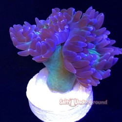 Salty Underground: Duncan Coral 4-5 heads