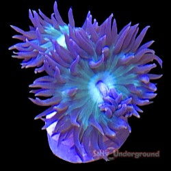 Duncan coral