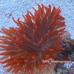 Salty Underground: Rose Bubble Tip Anemone - Small