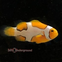 Extreme Picasso Clownfish-Captive Bred2