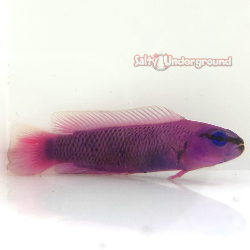 Orchid Dottyback (Pseudochromis Fridmani) Captive-Bred