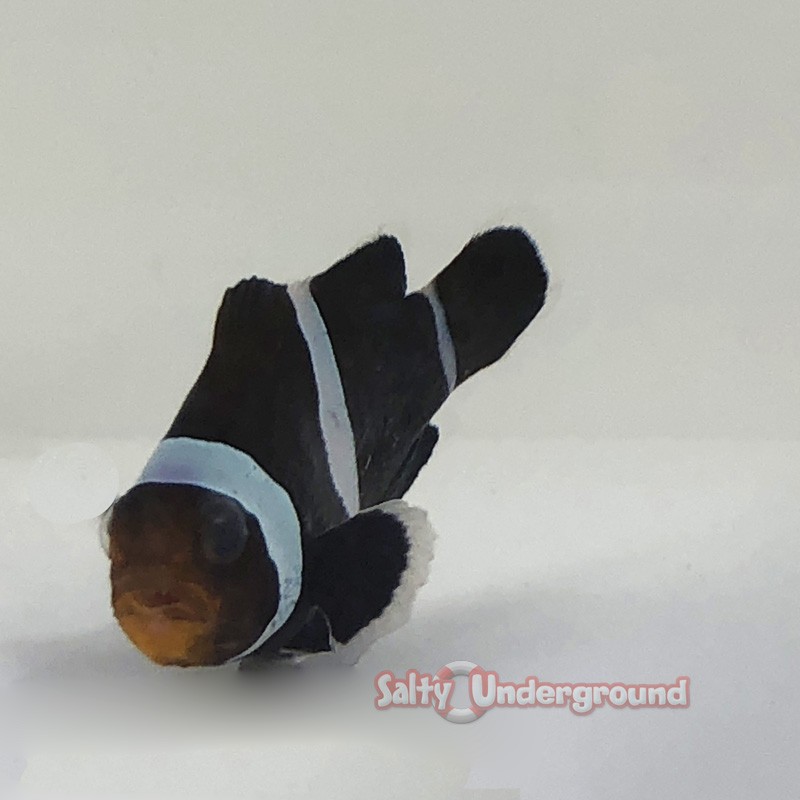 Black Ocellaris Clownfish -Captive Bred