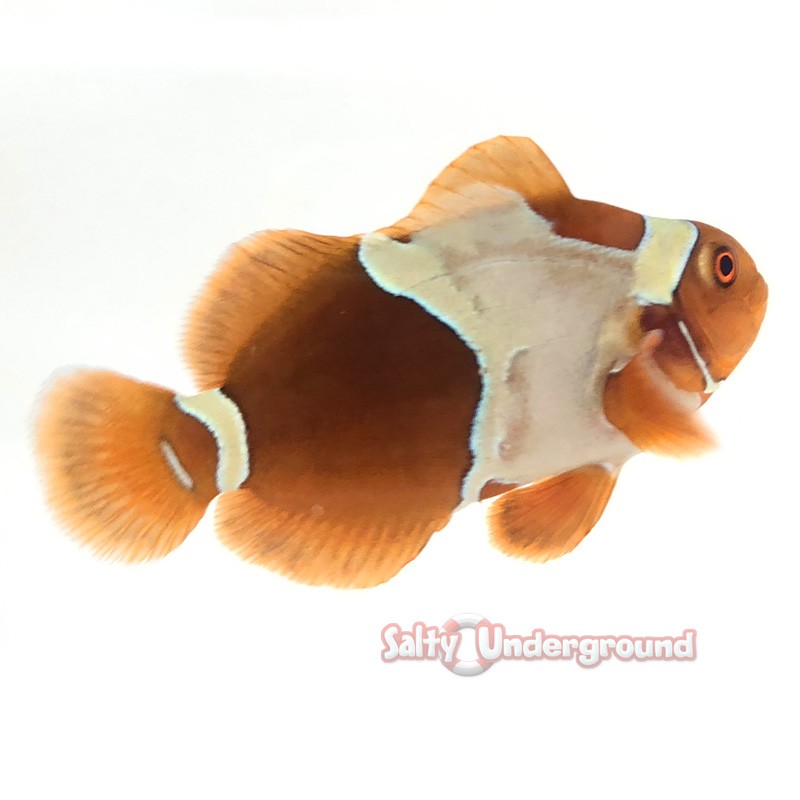 Gold Flake Clownfish-Captive Bred