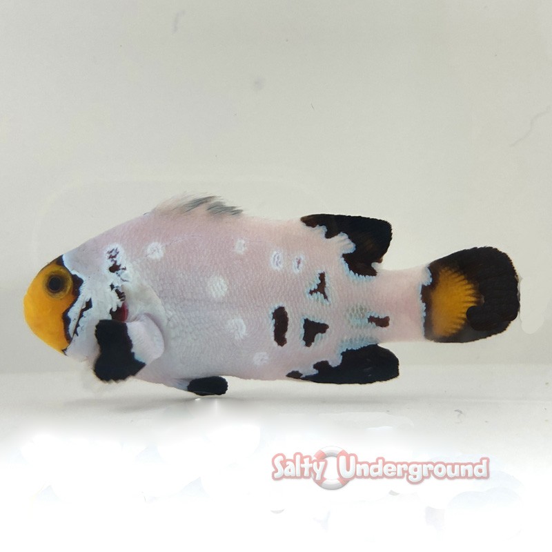 Frostbite Clownfish-Captive Bred
