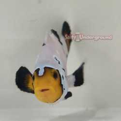 Sapphire Premium Frostbite Clownfish-Captive Bred