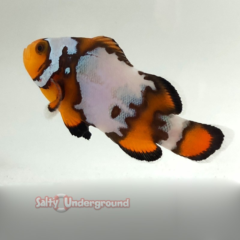 Blacker Ice Clownfish-Captive Bred side