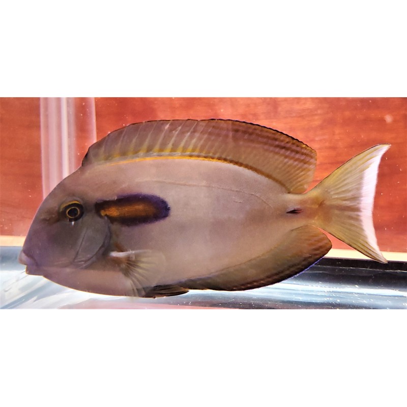 Orange Shoulder Tang Juvenile (Acanthurus olivaceus)