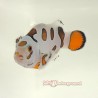 Mocha Storm Clownfish-Captive Bred