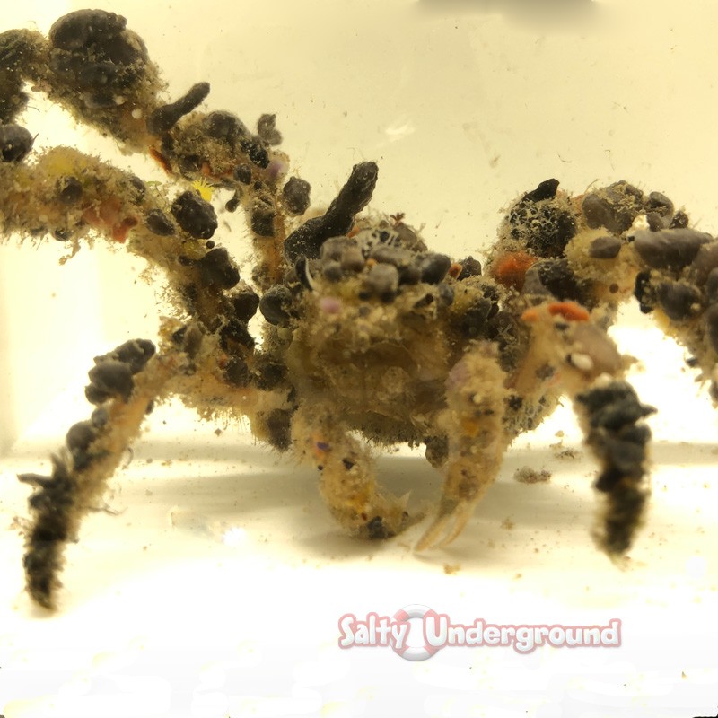 Decorator Spider Crab (camposcia retusa) - Salty Underground