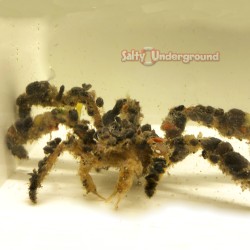 Decorator Spider Crab (Camposcia Retusa)