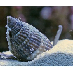 Nassarius super sand snail