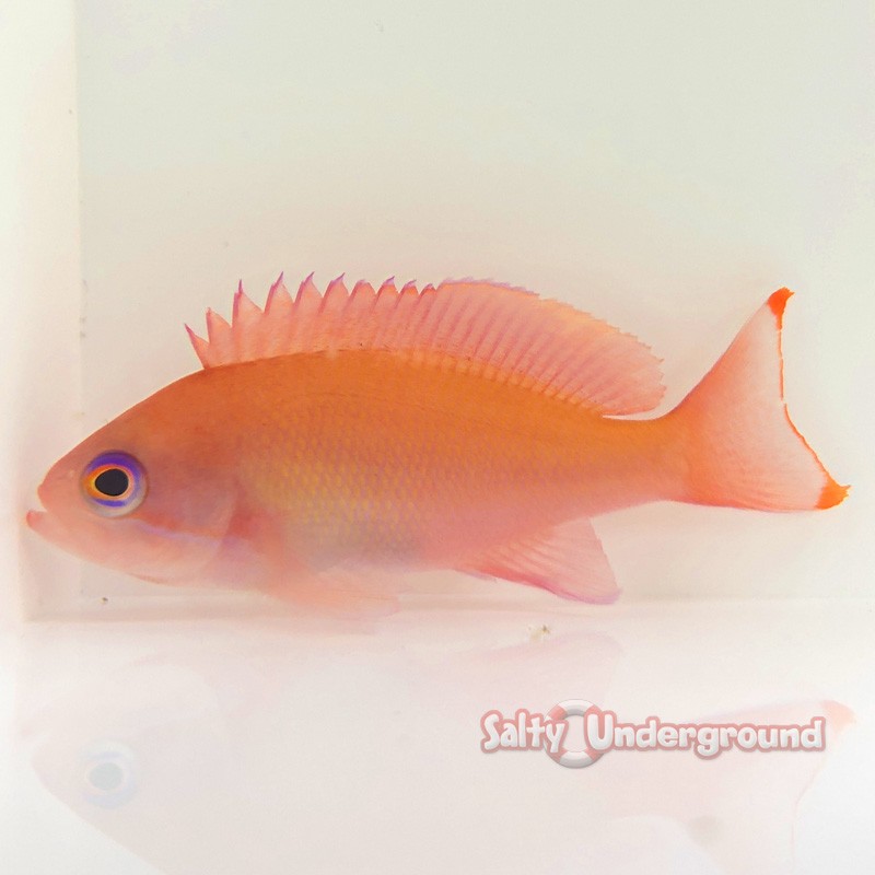 Hutomoi Anthias - female (Pseudanthias hutomoi)